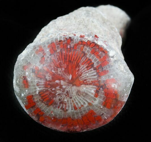 Pennsylvanian Aged Red Agatized Horn Coral - Utah #46726